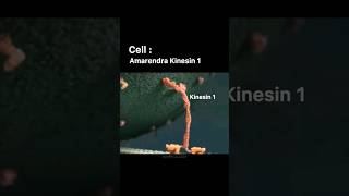 CELL DIVISION AND KINESIN SUPERMACY ft BAHUBALIBIOCHEMISTRY CLASS shortsvideo bahubali biology [upl. by Grania911]