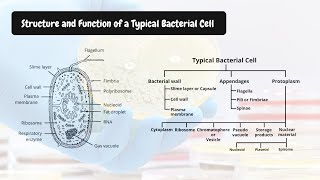 Bacterial Cell  Structure and Function  Details Explanation with Diagram [upl. by Materi]