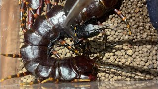 Venezuelan giant centipede Scolopendra gigantea black morph feeding black cricket [upl. by Colb]