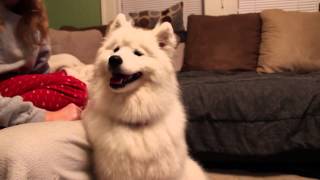 Samoyed kisses [upl. by Blanche]