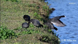 白冠雞 Fulica atra [upl. by Alsi414]