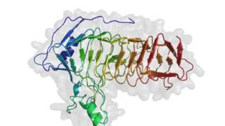 The dynamics of protein structure pdb1BHE [upl. by Gnap]