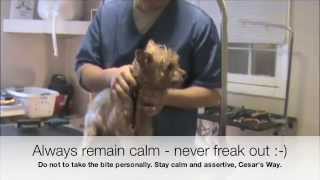 Grooming an Aggressive Yorkie Yorkshire Terrier Part 2 [upl. by Lledniw]