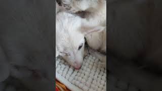 Dil tuu Jaan tuu song punjabisong love music pets cute [upl. by Cyrano]