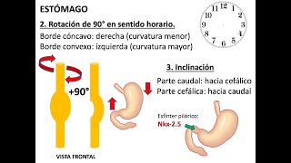 Embriología Sistema Digestivo [upl. by Liatrice]