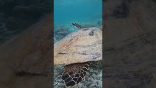 Snorkeling Maldives in October 2024 Snorkeling in Maldives Thinadhoo Plumeria Maldives [upl. by Aita]