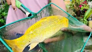 4 weeks old koi fry in the Mudpond Fish keeper koi fish [upl. by Sheeb]