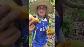 Beneficios de la papaya plantas delhuertoalamesa fruit [upl. by Oilegor74]