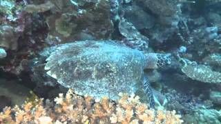 VoliVoli Beach Resort Fiji Ra Divers Diving [upl. by Halbert176]