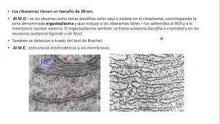 03102024  CLASE 37  BIOLOGIA  MEDICINA Y KINESIOLOGIA UNC  NOVIEMBRE 2024 [upl. by Khai]