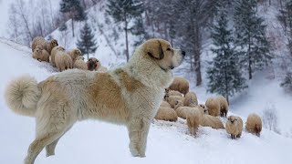 Pyrenean Mastiff  Gentle Giant Ferocious Guardian [upl. by Reivax]