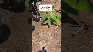 Feeding the banana amp plantain plants drobisgarden manure plantainfarming [upl. by Yank36]