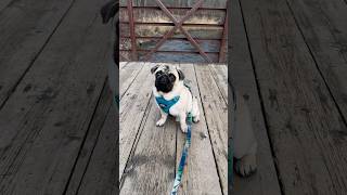 Currently loving this creekside adventure with Butters creek buttersthepug hike creek pug [upl. by Decrem]