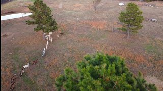 Drone farm tour kiko goats livestock [upl. by Annairam303]