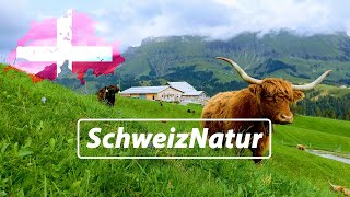 Relaxing Music Switzerland Marbach [upl. by Reisfield]