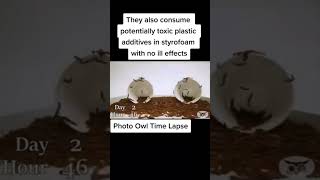 Plastic eating mealworms 🐛 Awesome Science  shorts ytshorts [upl. by Anse995]