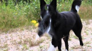 My Karelian Bear Dog Wiima part II [upl. by Gnat]