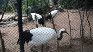 Red Crowned Crane 丹頂鶴 Grus japonensis [upl. by Eanrahc134]