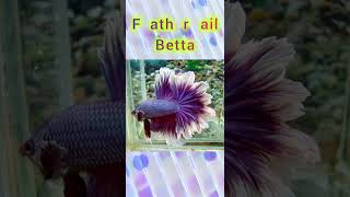 top 3 betta fish fighter fish in the world part 6 [upl. by Norty]