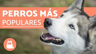 TOP 10 Razas de Perros MÁS POPULARES del Mundo [upl. by Aitnyc]