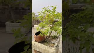 Sisam bonsai shisham bonsaitree bonsai rooftop rosewood oldtree dalbergia sissoo tree [upl. by Oibesue]