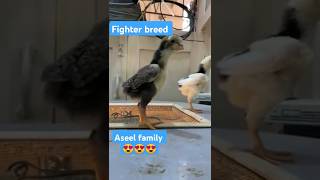 Aseel chicks 😍😍😍 beautiful aseel chicks viral sound music aseel chicken aseel pet bird ytube [upl. by Relyks]