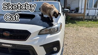 My Cat takes a Drive with me Walking My Cat [upl. by Elizabet]