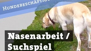 Nasenarbeit  Suchspiel für Hunde  Leckerlisuche Hund Beschäftigung Hundebeschäftigung [upl. by Schellens]