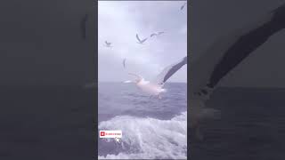 quotThe Majestic Breath of a Whale Natures Marvelquot shortvideo [upl. by Airetnuhs800]