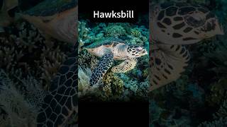 AnimalByte  Hawksbill • 60s [upl. by Anilem]