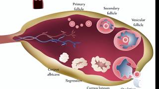 Ovarian Cysts [upl. by Trace50]