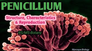 Penicillium  Structure Characteristics amp Reproduction  BSMSBotany  Urdu amp Hindi [upl. by Neumann]