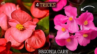 How to Care Begonia Plant 4Growth Boosting Tips [upl. by Amati409]