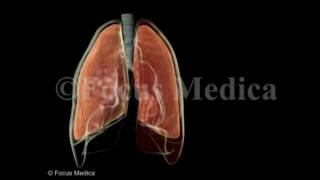 Hemothorax  Lungs [upl. by Llesirg]