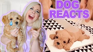 MY PUPPY REACTS TO SCARY VIDEOS [upl. by Daisi]