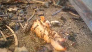 Ants eating lobster meat  Myrmica rubra  MACRO video footage [upl. by Adnolaj]