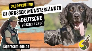 8 Großer Münsterländer Deutsche Vorstehhunde  💡 Wissen für deine Jagdprüfung [upl. by Livy]