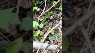 Copperhead Eaten ALIVE by BLACKSNAKE [upl. by Ybloc]