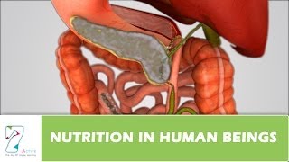 Nutrition in Human Beings [upl. by Fergus]