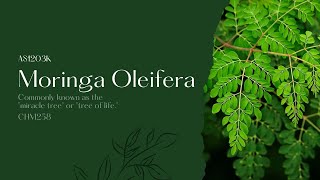 MORINGA OLEIFERA [upl. by Nagn505]