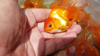 Oranda Goldfish Babies update  4th month [upl. by Roseann]