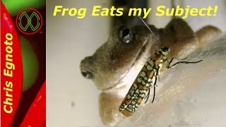 Frog Eats my Subject  Planthopper nymphs Nature Now [upl. by Clayton517]