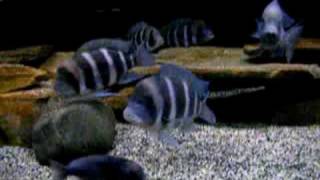 African cichlids mixed tank [upl. by Assecnirp]