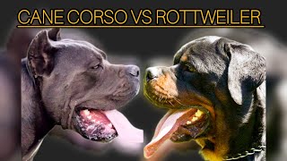 🐕 CANE CORSO VS 🐕‍🦺ROTTWEILER The Best Guard Dog Breed 🔥🔥 which is best for you [upl. by Brittain]