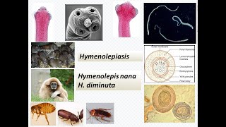 Cestode Family Hymenoleptidae Hymenolepis nanadiminutaHymenolepiasis in rodents man [upl. by Clercq]