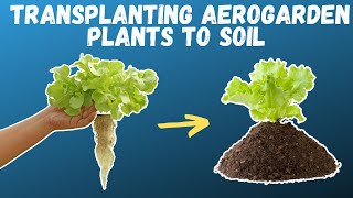 How to TRANSPLANT Aerogarden Herbs and Vegetables  Growing food in small spaces [upl. by Saidnac]