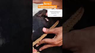 SURRA  TRYPANOSOMIASIS shorts shortsfeed cattledisease veterinary trendingshorts [upl. by Laud26]