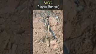 Curut Suncus Murinus [upl. by Leta]