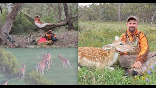 Summer Hunts 2024 Fallow Deer Hunting and backpacking on Public Land [upl. by Adnilre648]