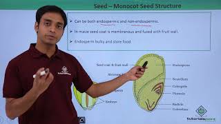 Class 11th – Seed – Monocot Seed Structure  Morphology of Flowering Plants  Tutorials Point [upl. by Ennadroj]